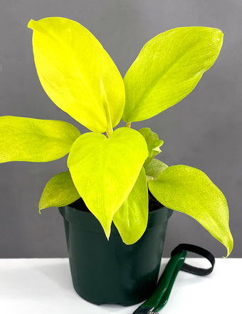 Philodedron Malay Gold - Plant Proper - 4" Pot