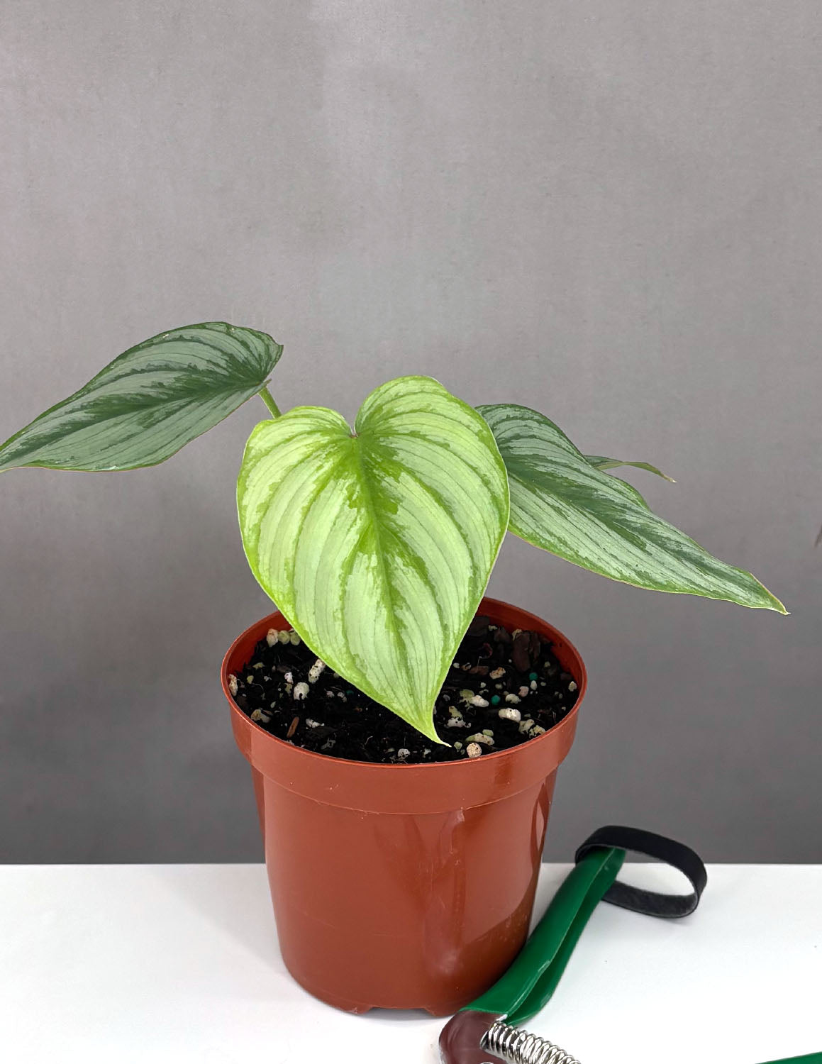 caring for an philodendron mamei Philodendron Mamei Silver