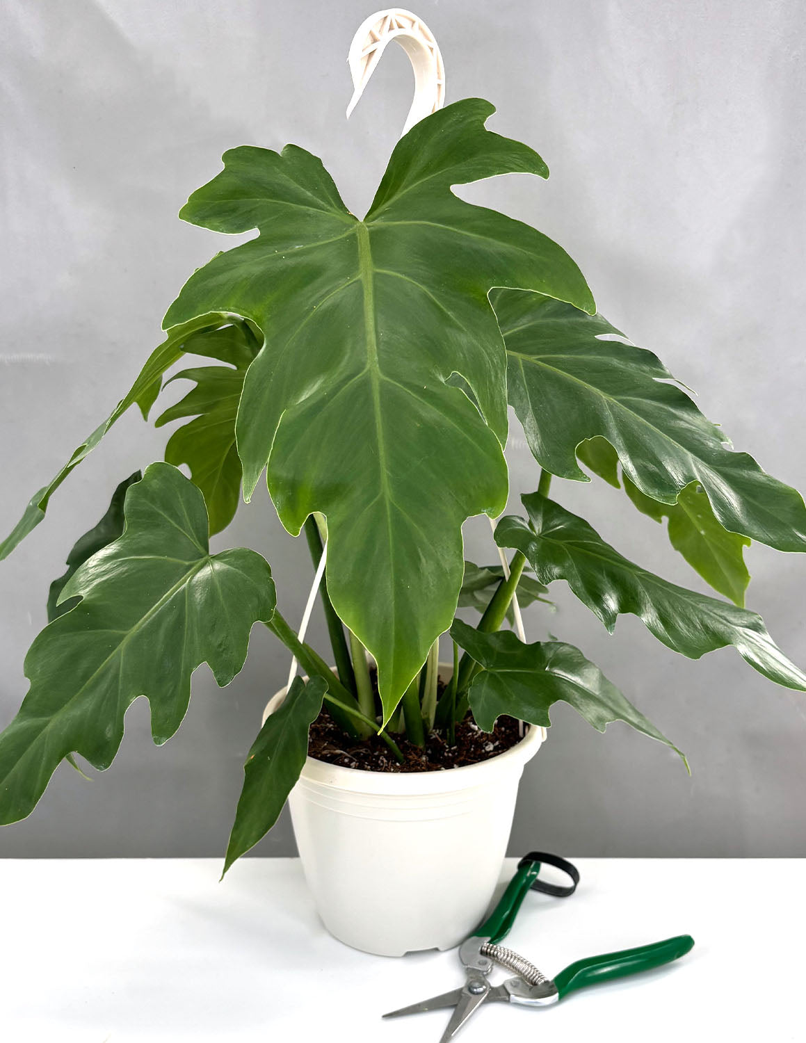 philodendron mayoi plant Philodendron Mayoi | Houseplant