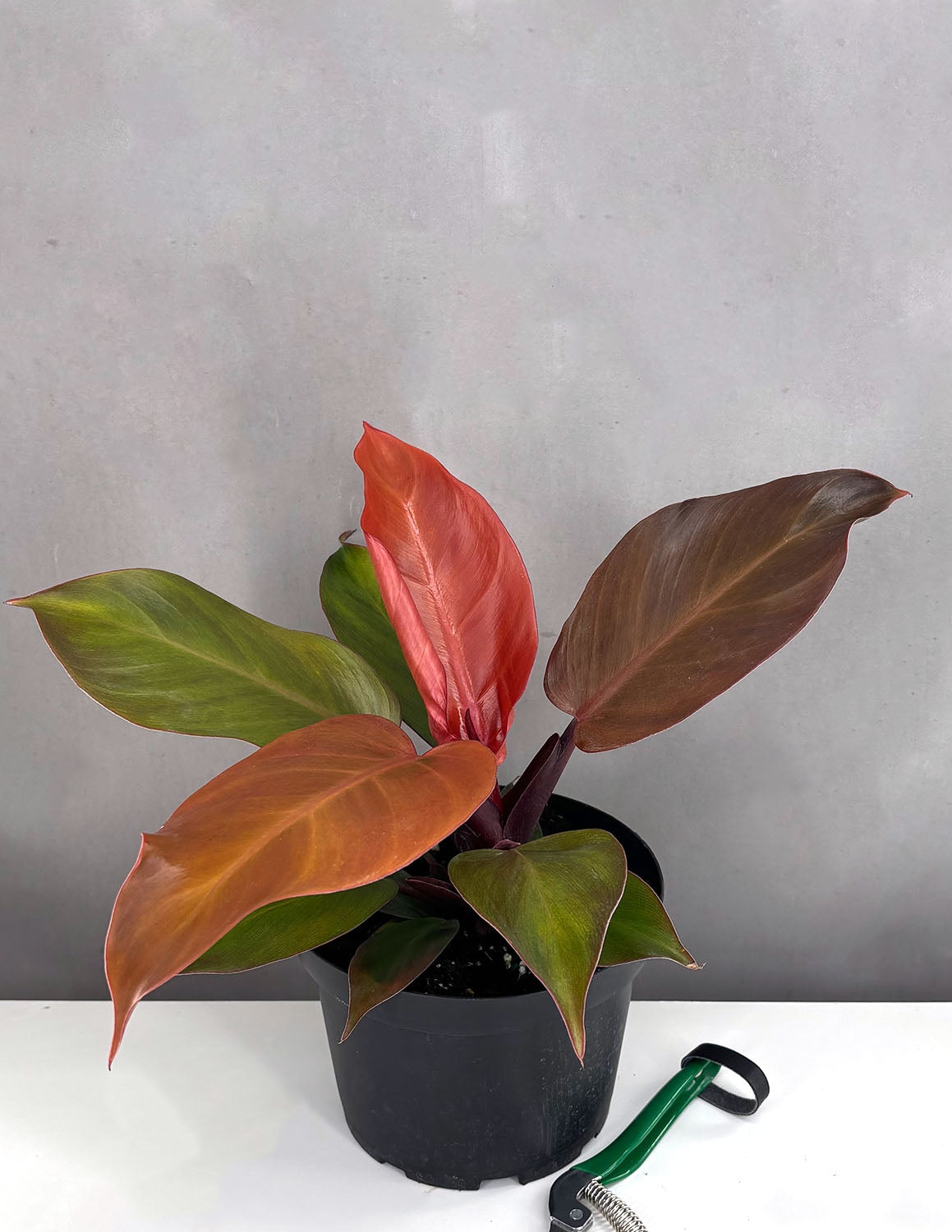 Philodendron McColley's Finale | Houseplant