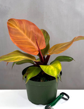 Philodendron McColley's Finale