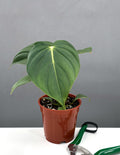 Philodendron McDowell -House Plant -  Plant Proper - 4" Pot