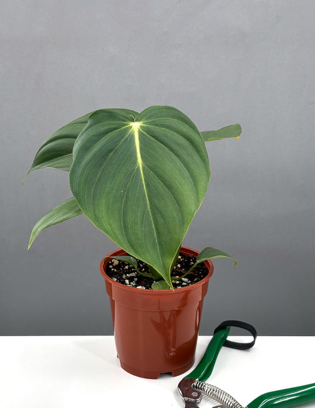 Philodendron McDowell -House Plant -  Plant Proper - 4" Pot