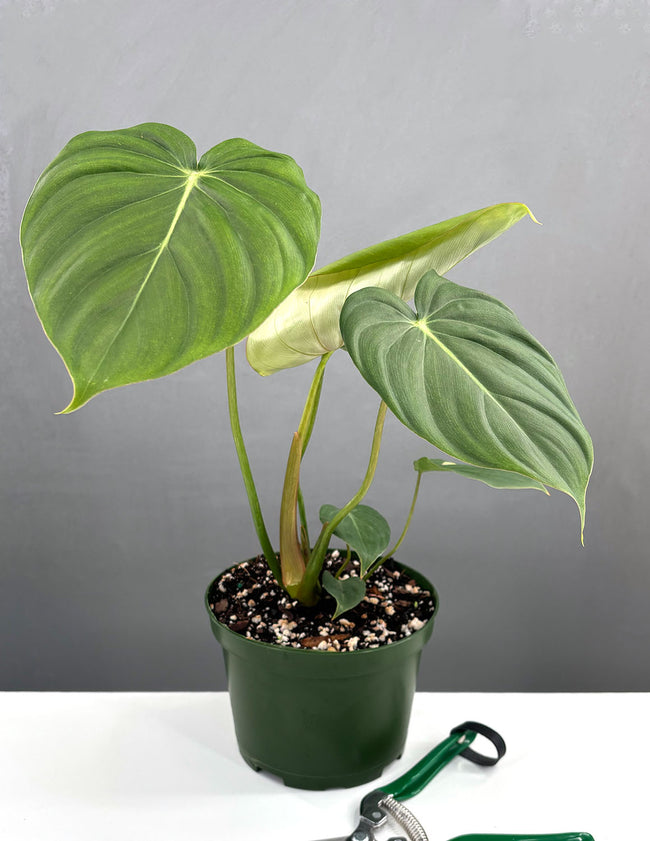 Philodendron McDowell - Philodendron Pastazanum - House Plant - Plant Proper - 6" Pot