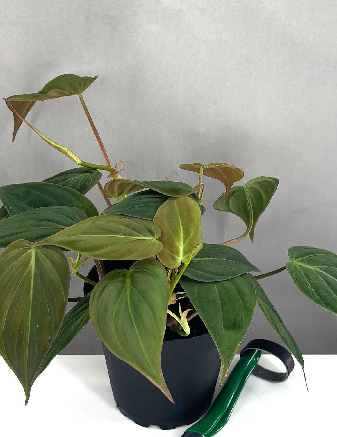 Philodendron Micans | Houseplants