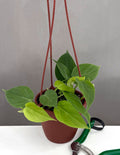 Phildendron Micans Green Form - Plant Proper - 4" Hanging Pot