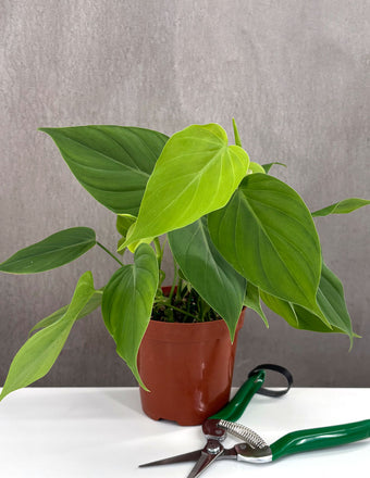 Philodendron Micans Green Form - Plant Proper - 4" Pot