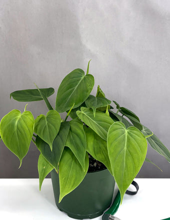 Philodendron Micans Green Form - Plant Proper - 4" Pot
