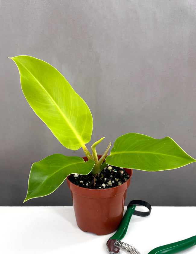 Philodendron Moonlight - Plant Proper - 4" Pot
