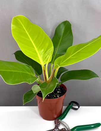 Philodendron Moonlight - Plant Proper - 4" Pot