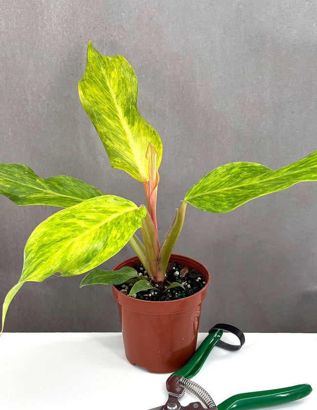 Philodendron Orange Marmalade - Plant Proper - 4" Pot