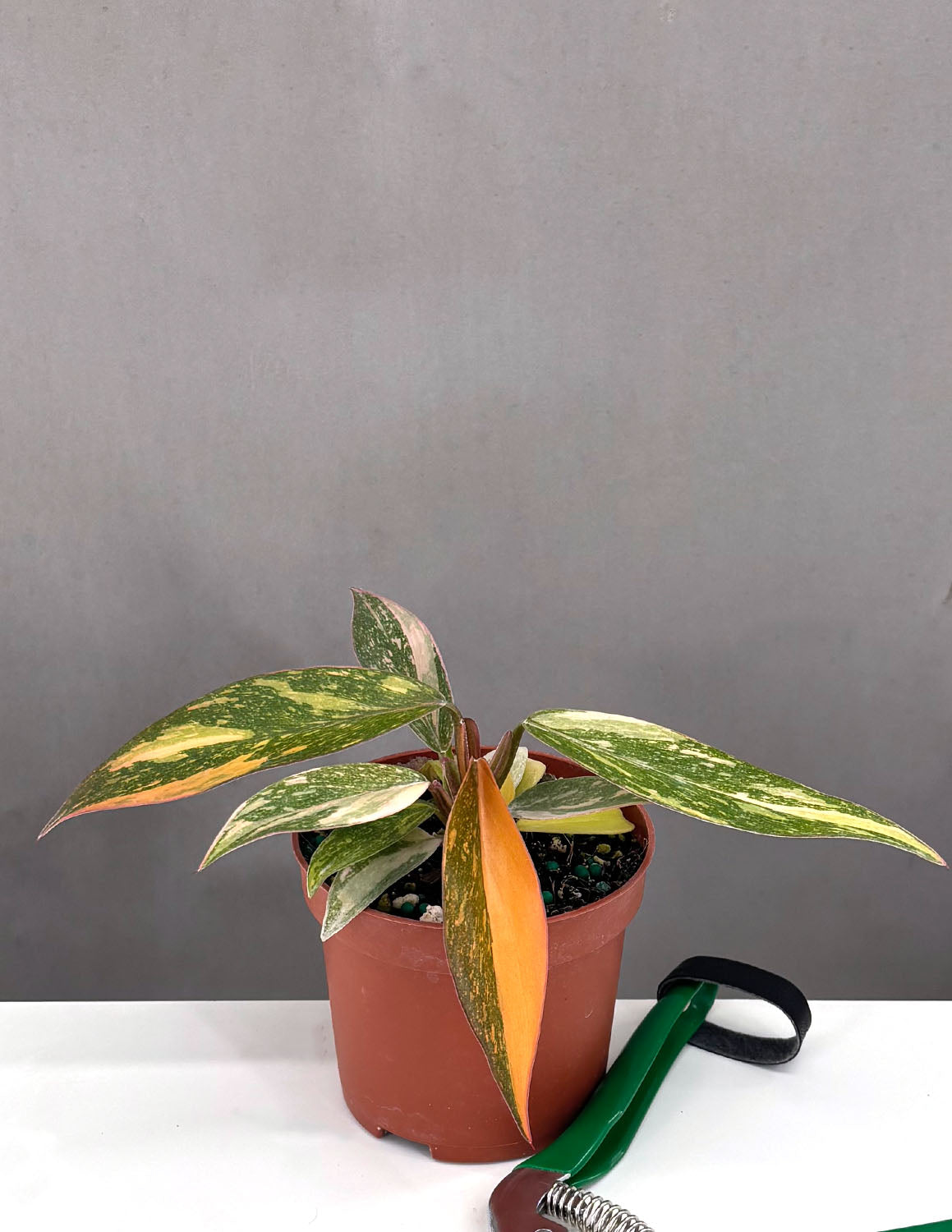 Philodendron Prince of Orange | Houseplant | Always Affordable at Plant  Proper