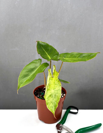 Philodendron Paraiso Verde - Plant Proper - 4" Pot