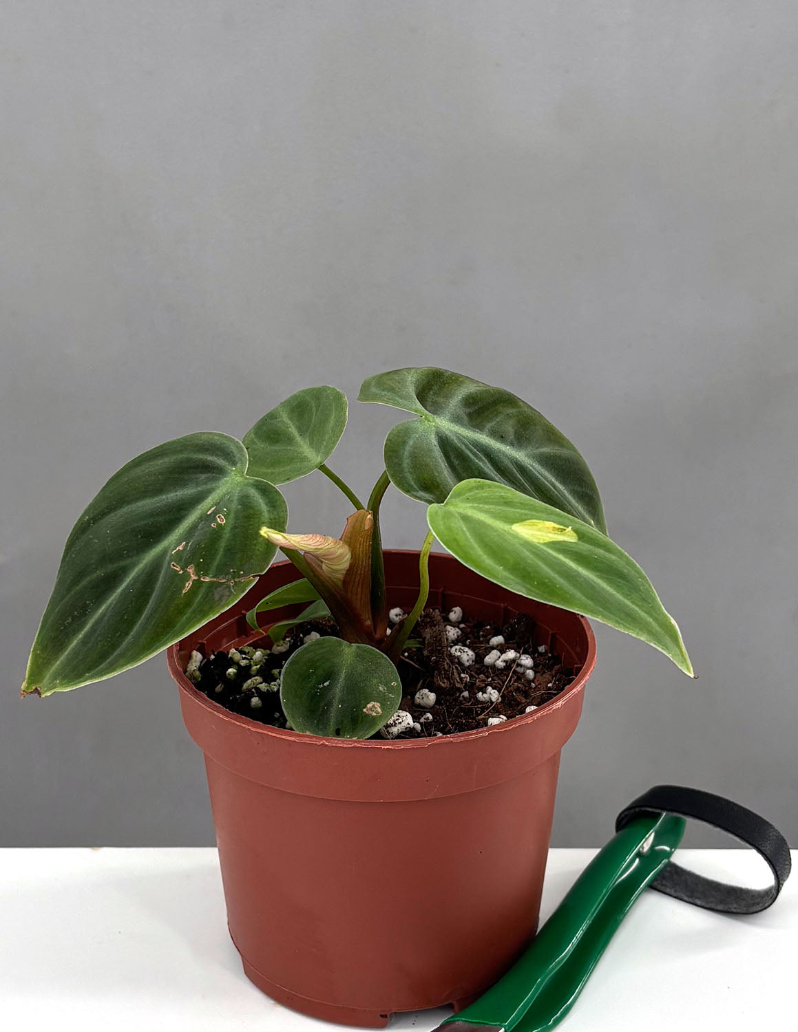 philodendron choco red Philodendron El Choco Red Notched and Blotched