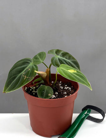 Philodendron El Choco Red Notched and Blotched - Plant Proper - 3" Pot