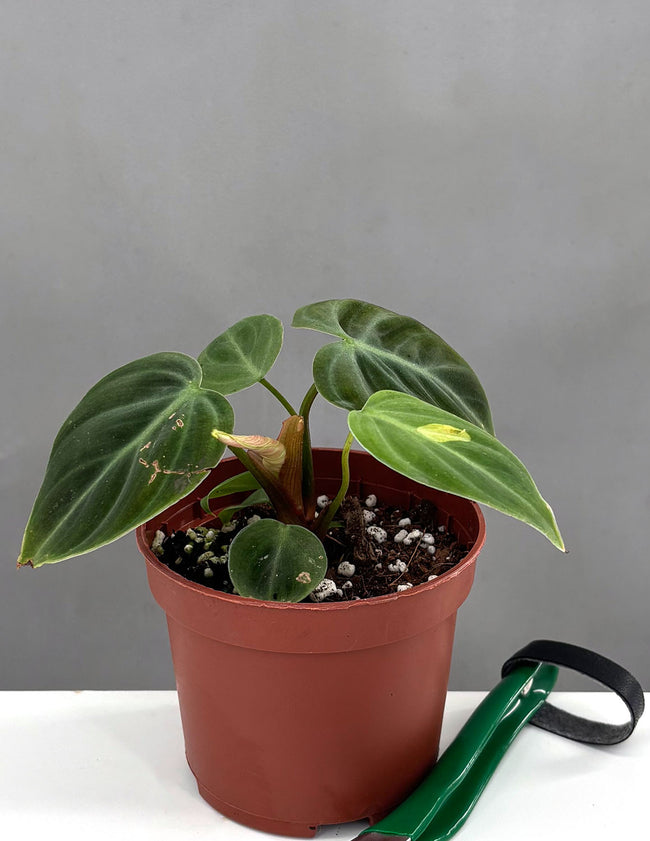 Philodendron El Choco Red Notched and Blotched - Plant Proper - 3" Pot