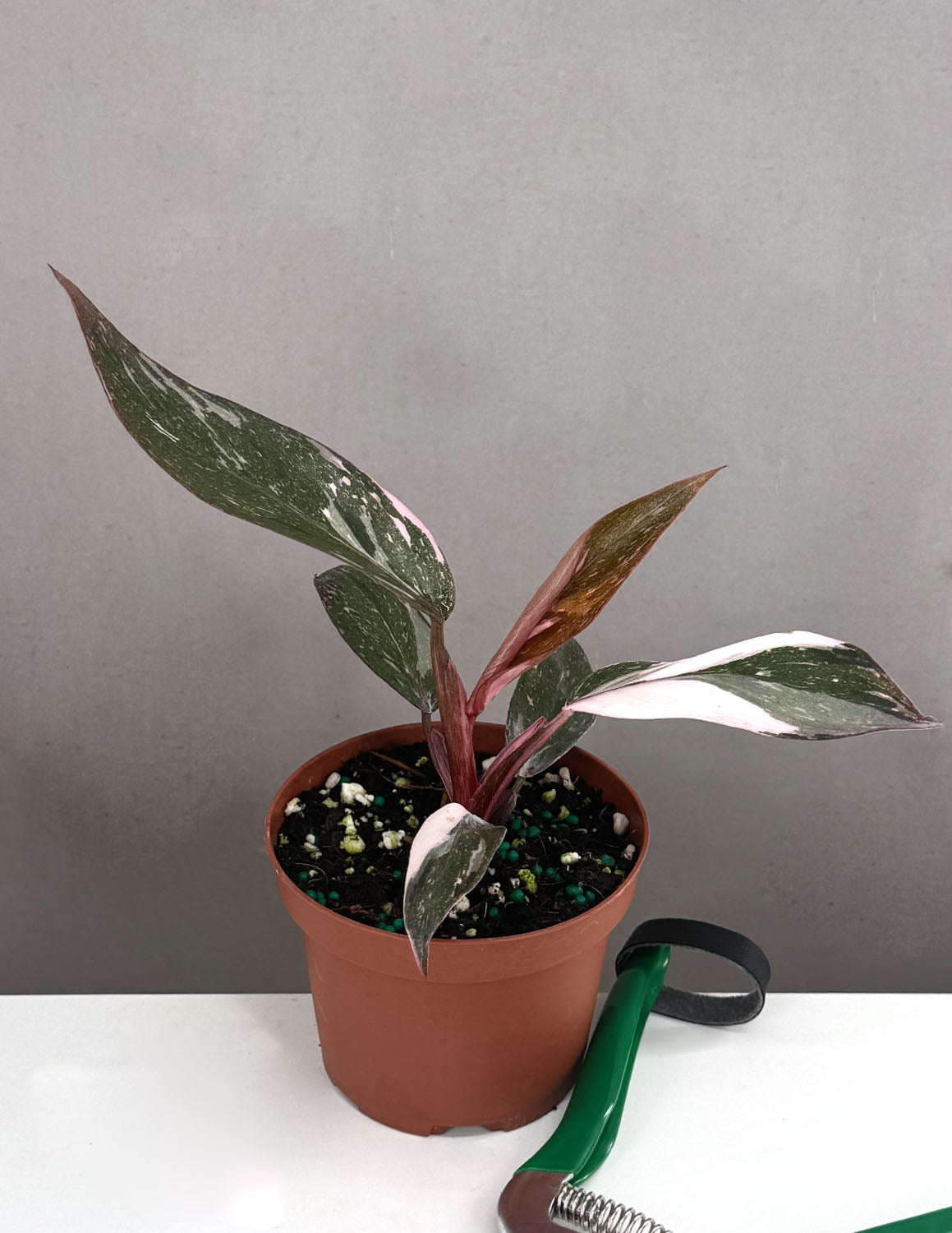 Philodendron Pink Princess Marble | Houseplants
