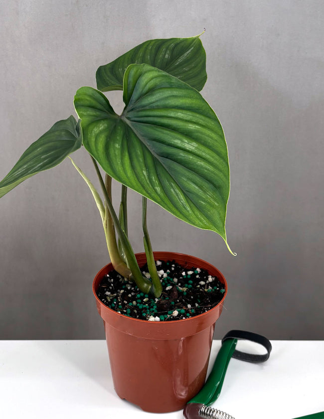 Philodendron Plowmanii - Plant Proper - 4" Pot