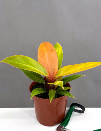 Philodendron Prince of Orange - Plant Proper - 4" Pot