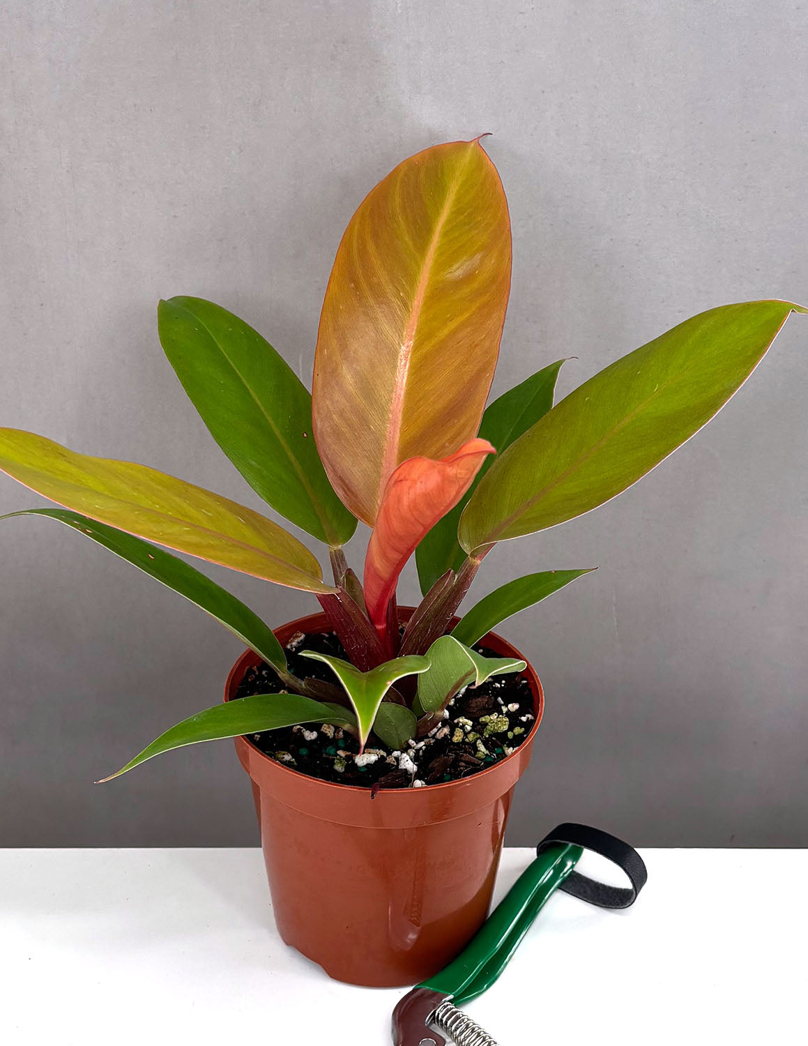 Philodendron Prince of Orange | Houseplant