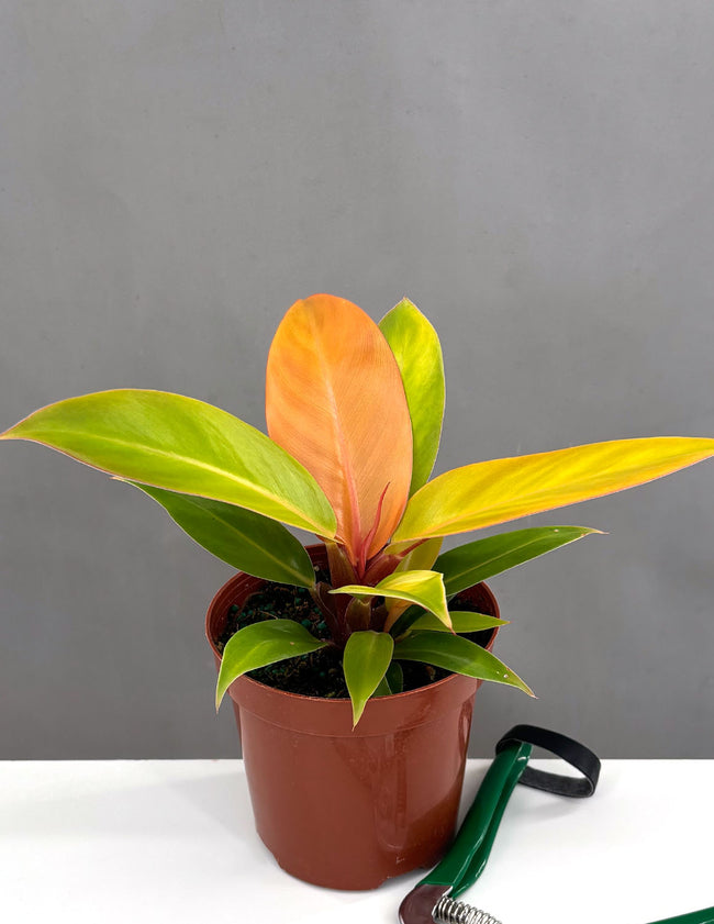 Philodendron Prince of Orange - Plant Proper - 4" Pot
