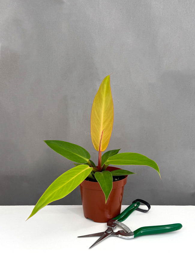 Philodendron Sun Red - Plant Proper - 4" Pot