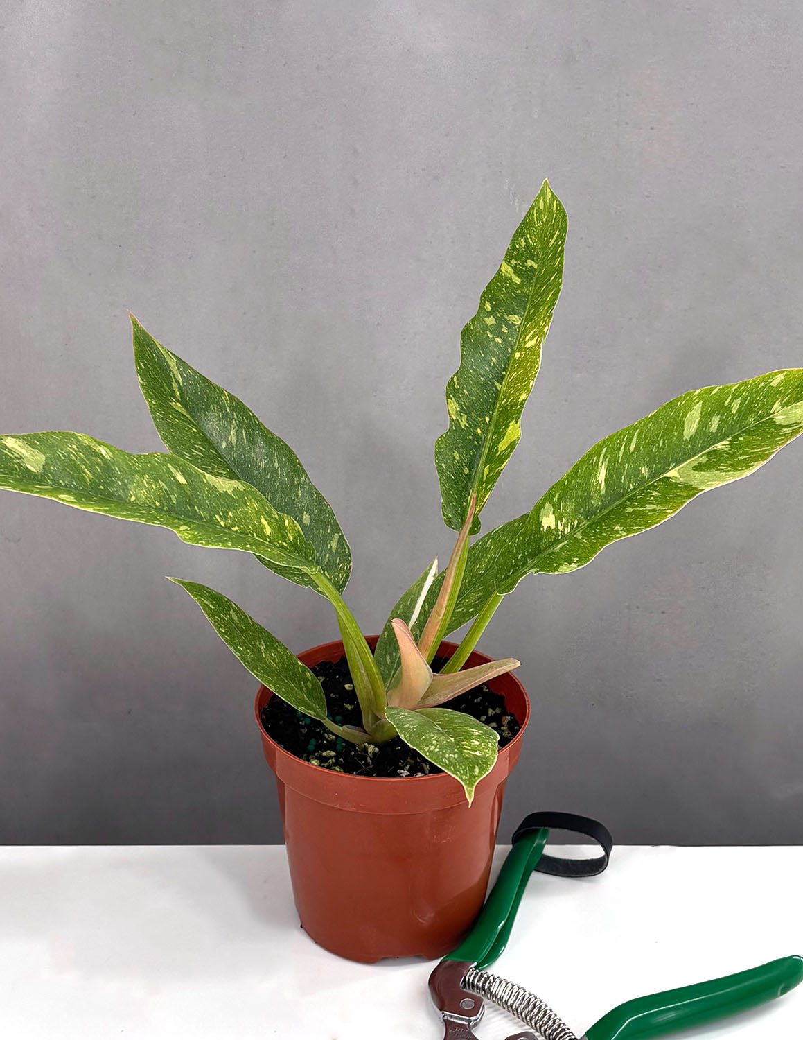 philodendron ring Philodendron Ring Of Fire | Houseplants