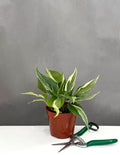 Philodendron Rio - Plant Proper - 4" Pot