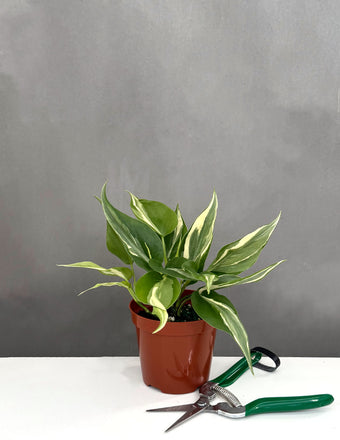 Philodendron Rio - Plant Proper - 4" Pot