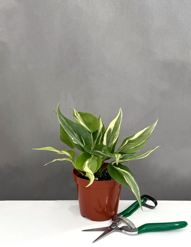 Philodendron Rio - Plant Proper - 4" Pot