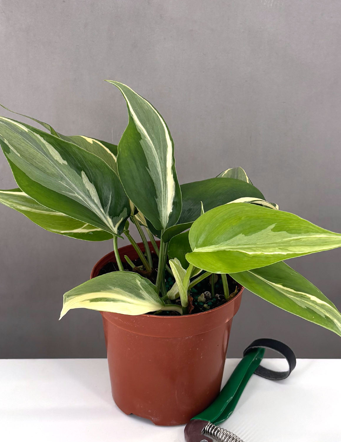 rubber plant ficus elastica Rubber Plant | Ficus Elastica Abidjan | Buy Plants Online
