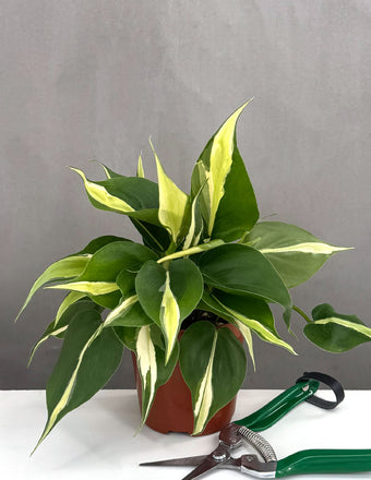 Philodendron Silver Stripe - Plant Proper - 4" Pot