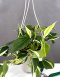 Philodendron Silver Stripe - Plant Proper - 6" Hanging Pot