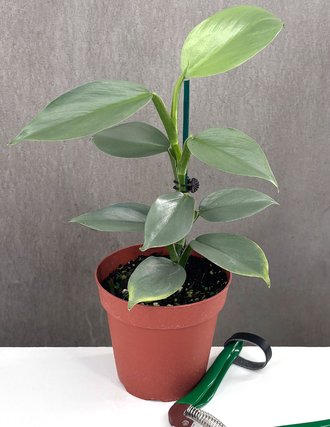 sp silver philodendron Philodendron Silver Sword
