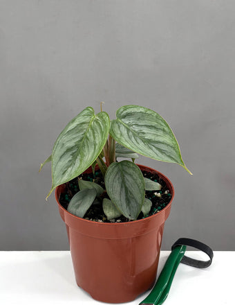 Philodendron Sodiroi - Plant Proper - 4" Pot