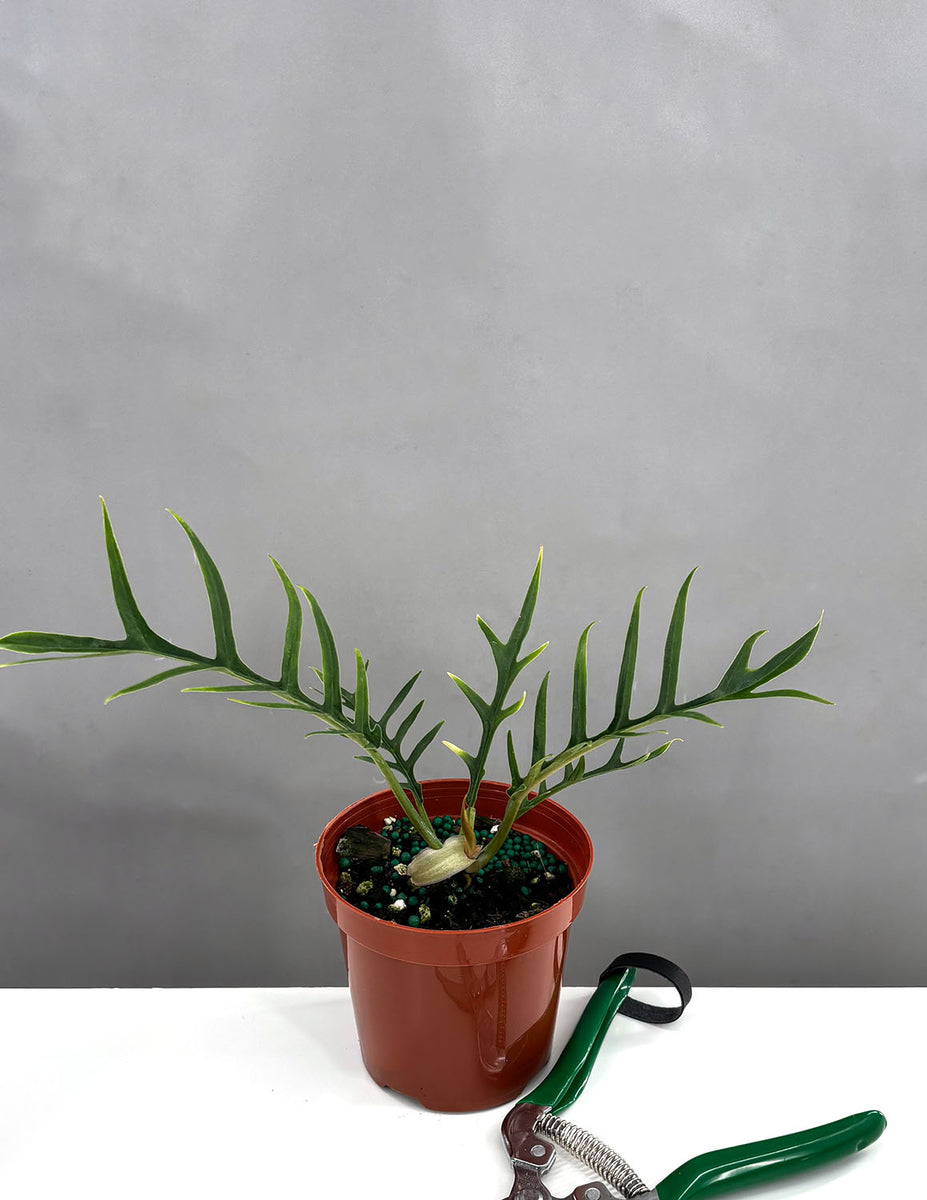 Philodendron - tortum #f21 cheapest