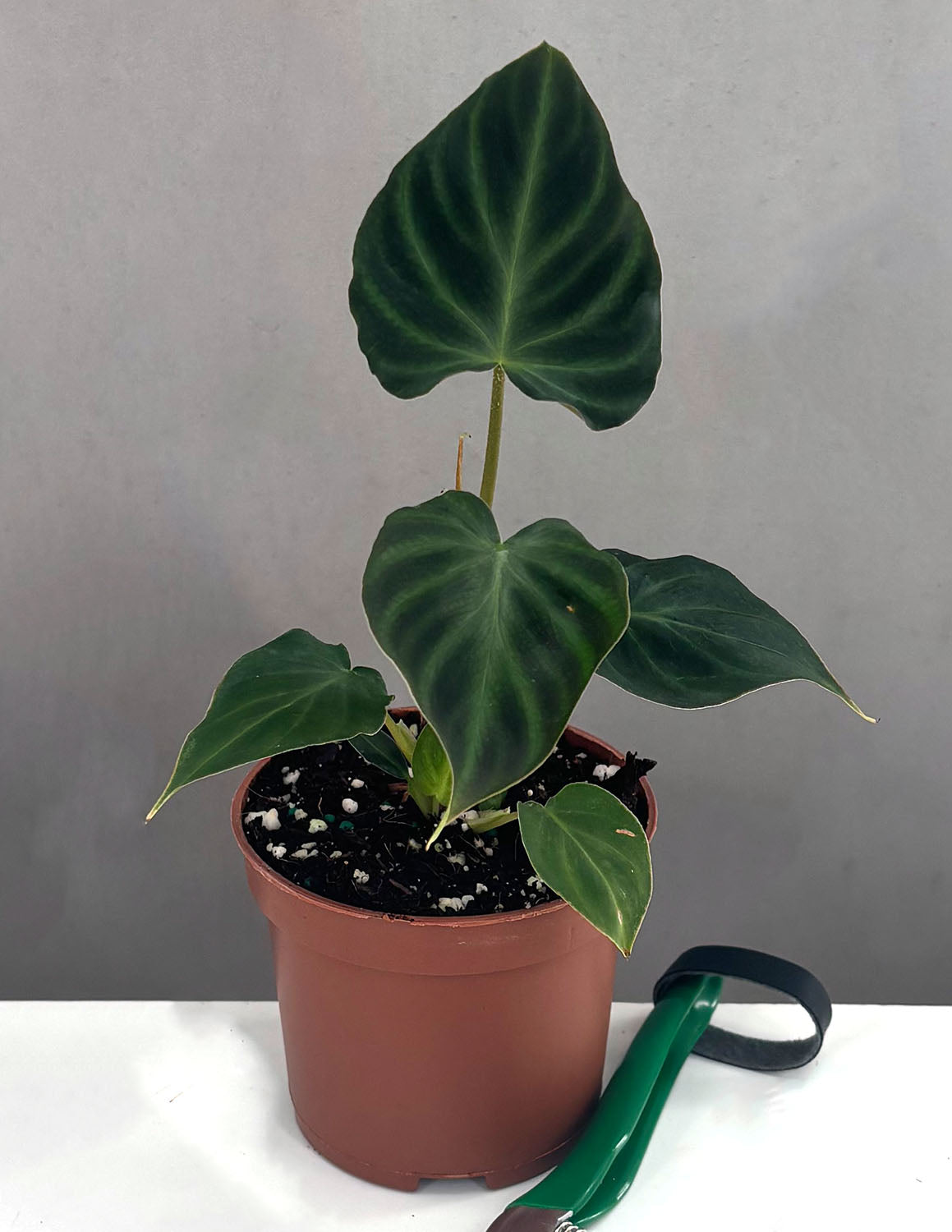 Philodendron Verrucosum