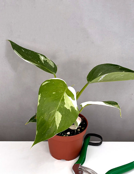 Philodendron White Princess - Plant Proper - 4" Pot