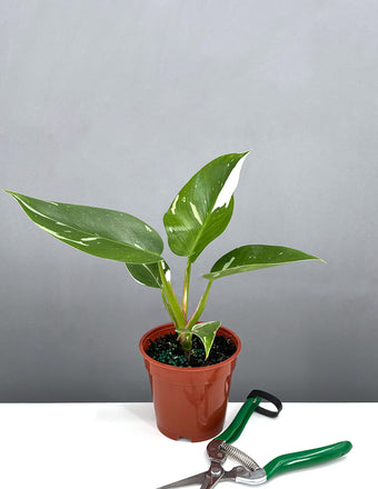 Philodendron White Princess