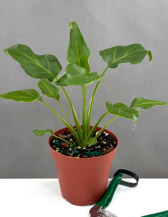 Philodendron Xanadu - Plant Proper - 4" Pot