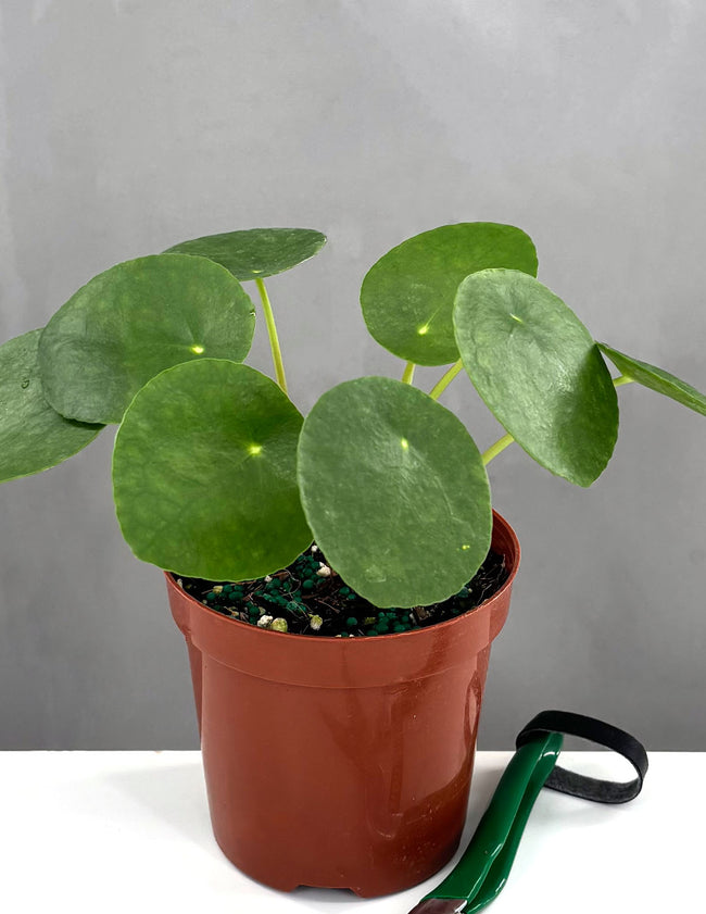 Pilea Peperominoides - Plant Proper - 4" Pot
