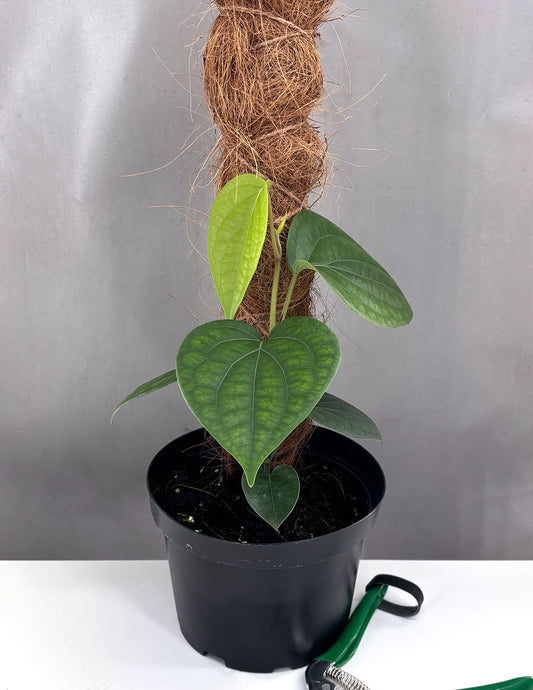 Piper Black Pepper - Plant Proper - 6" Pot