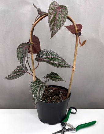 Piper Crocatum - Houseplant - Plant Proper - 4" Pot