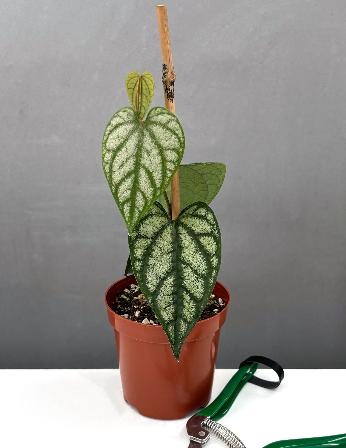 philodendron hercules Philodendron 'Brazil' (4