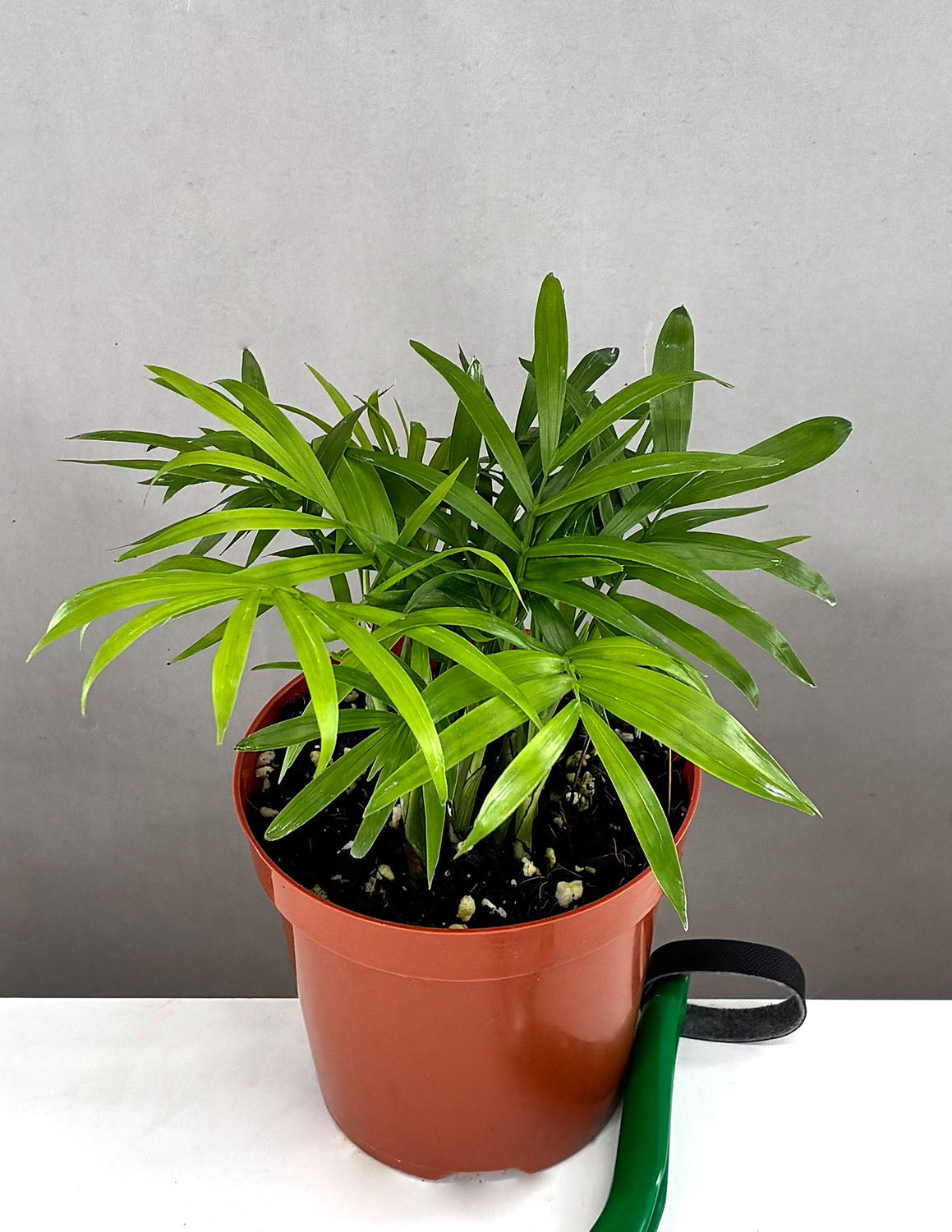 Parlor Palm | Houseplant
