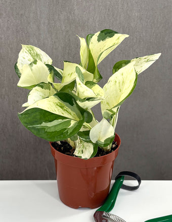 Pothos Manjula - Plant Proper - 4" Pot