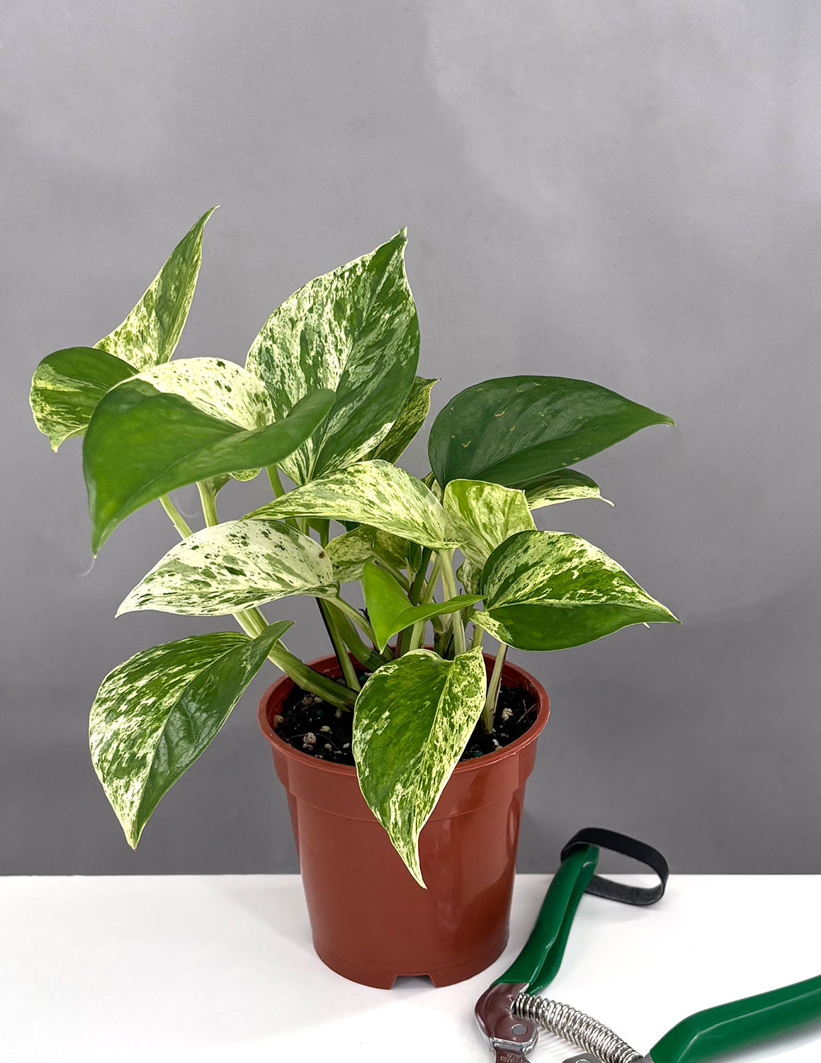 Pothos Marble Queen | Epipremnum Marble Queen Pothos Plant in 4 Pot | Easy-Care Potted Houseplants for sale | Trailing Indoor Plants | Planteia