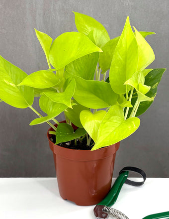 Pothos Neon - Plant Proper - 4" Pot