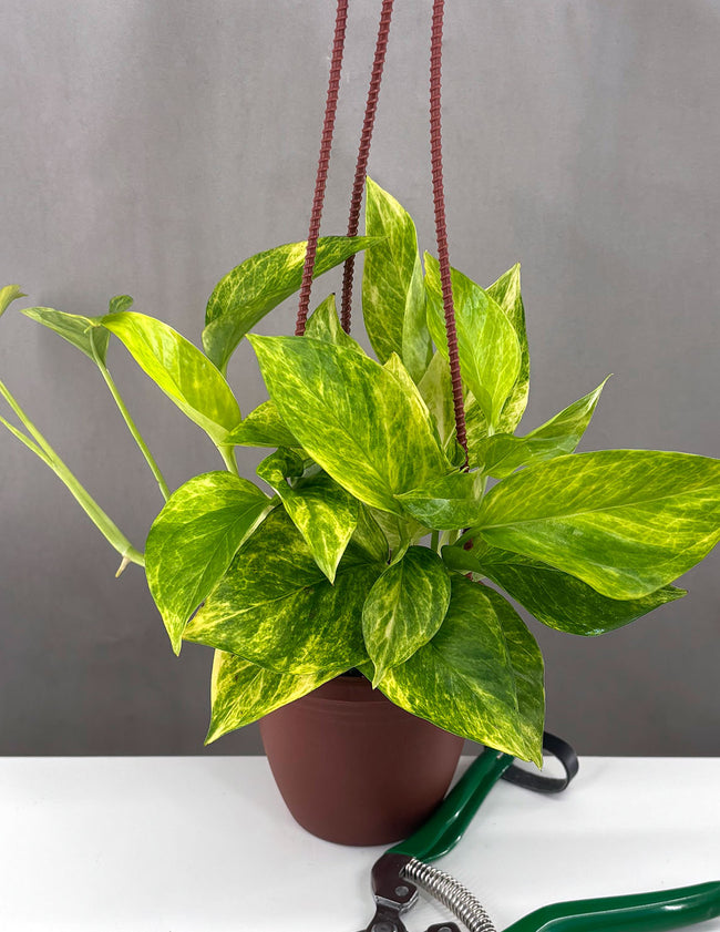 Pothos Neon Queen - Plant Proper - 4" Hanging Basket