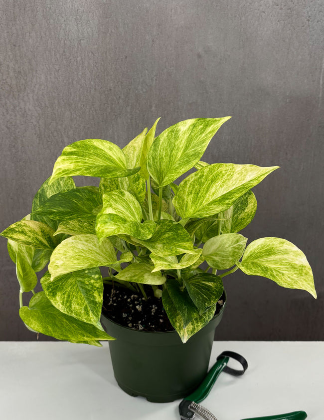 Pothos Neon Queen - Plant Proper - 6" Pot